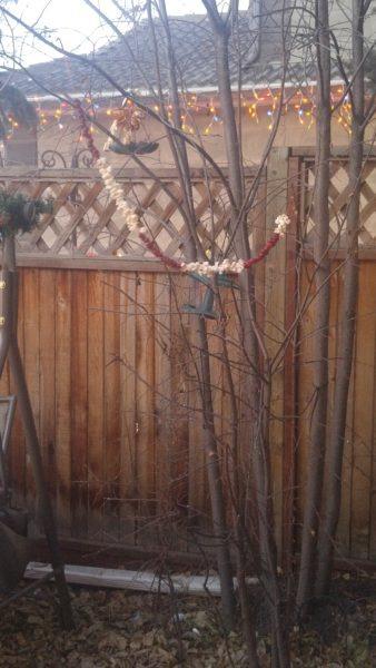 We love feeding the Birds around our house! » RecipeCollage.com » September 16, 2025