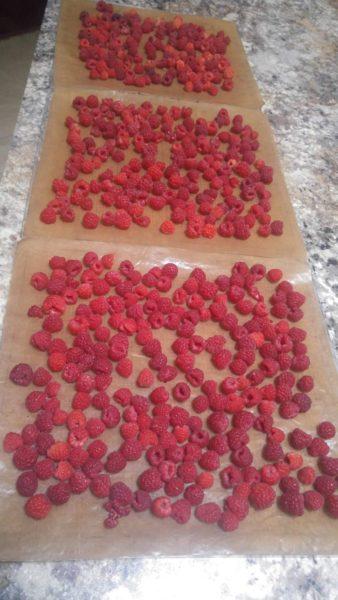 dehydrated raspberries