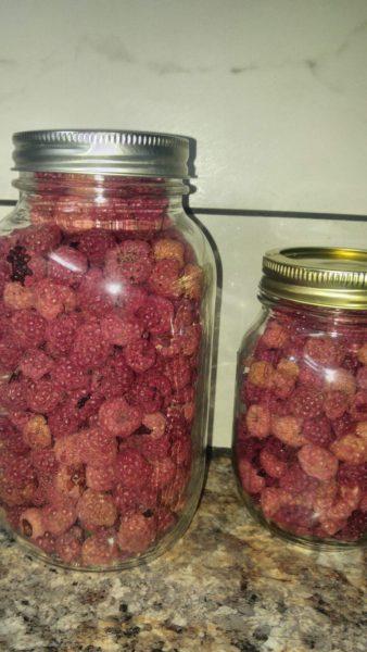 dehydrated raspberries in mason jars
