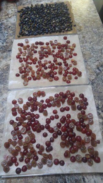 Dehydrated Grapes & Blueberries » RecipeCollage.com » October 27, 2025